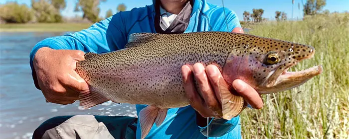 Trucha de río
